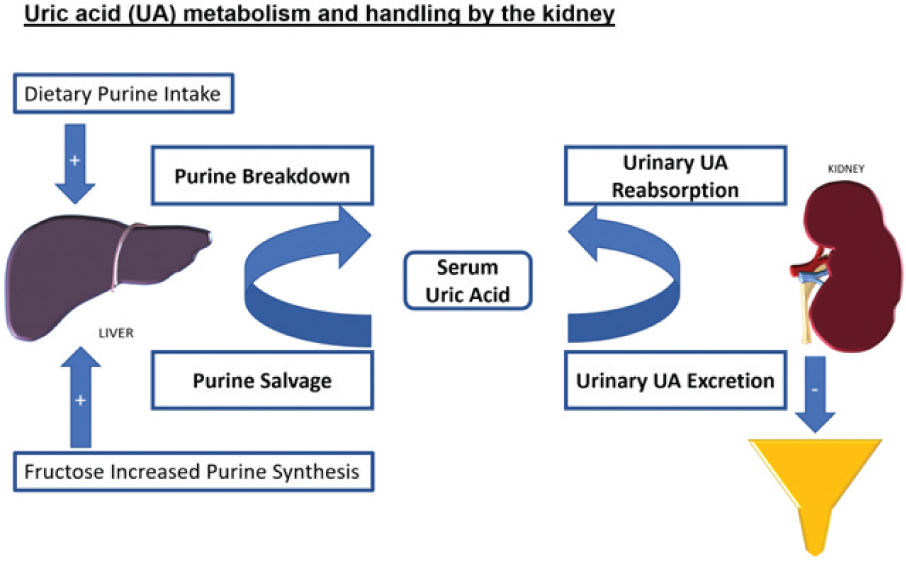 [MISSING IMAGE: tm2222207d1-ph_uricacid4clr.jpg]